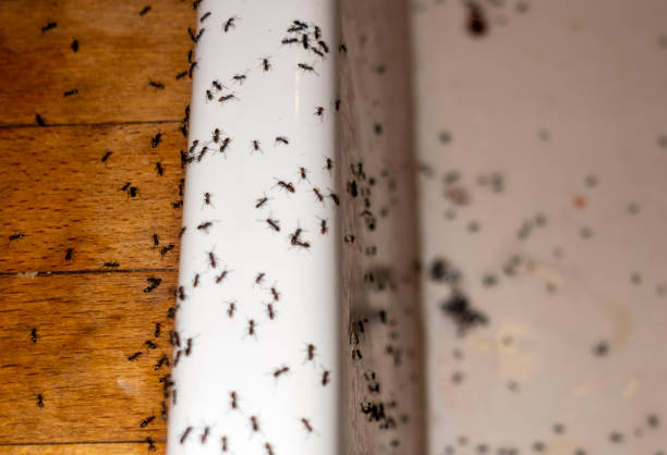 Best Best Pest Control Companies  in Nolanville, TX