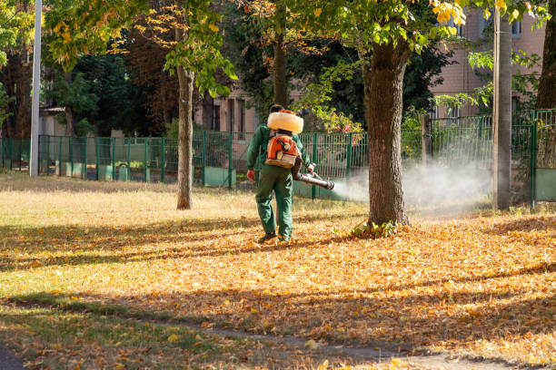Best Spider Control Near Me  in Nolanville, TX