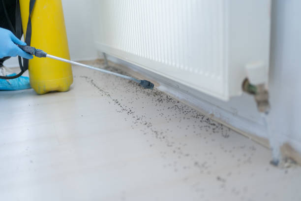 Best Wasp Removal Services  in Nolanville, TX